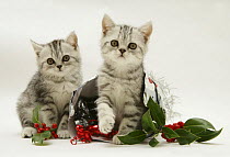 Two Silver tabby kittens with holly and christmas parcel.