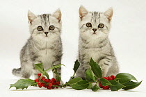 Two Silver tabby kittens with christmas holly leaves and berries.