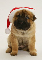 Bear coat Shar Pei puppy, 11 weeks, wearing a Father Christmas hat
