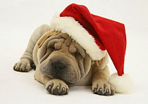 Shar-pei puppy wearing a Father Christmas hat.