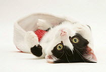 Black-and-white kitten playing with a Father Christmas hat.