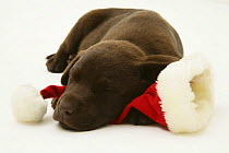 Chocolate Retriever puppy, Mocha, asleep on a Father Christmas hat.