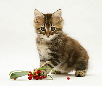 Tabby Maine Coon kitten with chrisstmas holly leaves and berries.