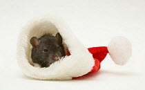 Domestic Baby rat in a Father Christmas hat.