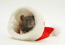 Domestic baby rat in a Father Christmas hat.