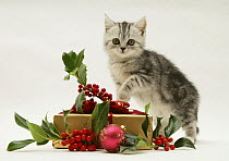 Silver tabby kitten with holly berries and Christmas parcel.