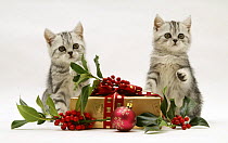 Two Silver tabby kittens with holly berries and Christmas parcel.