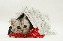 Silver tabby kitten coming out of a Christmas parcel.