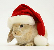 Rabbit wearing a Father Christmas hat.