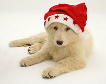 White German Shepherd Dog puppy wearing a Father Christmas hat.
