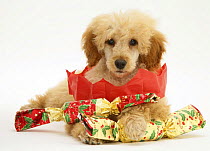 Apricot Miniature Poodle with Christmas Crackers and paper hat.