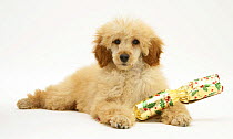 Apricot Miniature Poodle with Christmas Cracker.