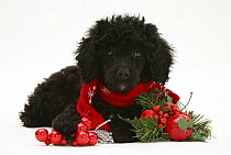 Black Miniature Poodle with red scarf and christmas decorations.