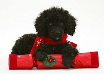 Black Miniature Poodle with red scarf and Christmas cracker.