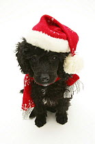 Black Miniature Poodle wearing a red scarf and Father Christmas hat.