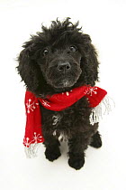 Black Miniature Poodle wearing a red scarf.