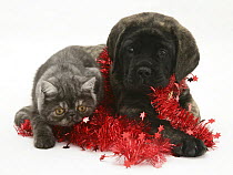 Smoke Exotic kitten and Brindle English Mastiff puppy with christmas tinsel.