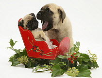 Fawn Pug and puppy with a wooden toy sledge.