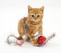 Red tabby British Shorthair kitten with tinsel and a christmas bauble.