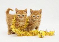 Two Red tabby kittens with tinsel and Christmas bauble.