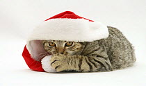 Tabby cat under a Father Christmas hat.