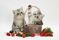 Two Blue-silver Exotic Shorthair kittens with pink wicker basket and strawberries.