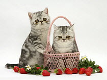 Two Blue-silver Exotic Shorthair kittens with pink wicker basket and strawberries.
