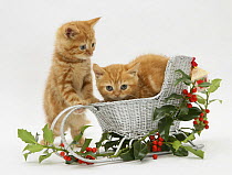 Two Red tabby British Shorthair kittens with a christmas silver sledge and holly.