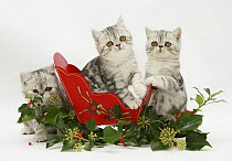 Three Blue-silver Exotic Shorthair kittens in a christmas miniature sledge with holly and ivy.