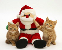 Two Red tabby kittens with Father Christmas toy.