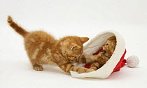 Two Red tabby kittens playing with a Father Christmas hat.