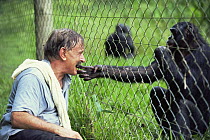 Photographer Karl Ammann interacting with Bonobo {Pan paniscus} through fence. Bonobo showing trust by extending hands for 'finger biting'. Lola Ya Bonobo Sanctuary, Kinshasa, DR of Congo, 2007