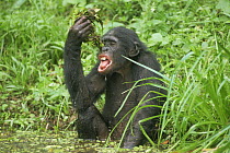 Bonobo {Pan paniscus} sponge drinking, squeezing lake weed and dripping out water into mouth. Lola Ya Bonobo Sanctuary, Kinshasa, DR of Congo, 2007
