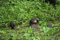 Bonobo {Pan paniscus} lying down in water to cool off. Chimps are shy of water but Bonobos are not. Lola Ya Bonobo Sanctuary, Kinshasa, DR of Congo, 2007
