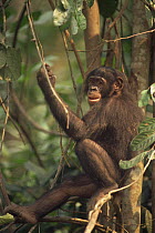Juvenile Bonobo {Pan paniscus} sitting in tree watching photographer. Lola Ya Bonobo Sanctuary, Kinshasa, DR of Congo, 2007