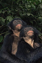 Two Bonobo {Pan paniscus} orphans looking up and sitting in close proximity for comfort. Lola Ya Bonobo Sanctuary, Kinshasa, DR of Congo, 2007
