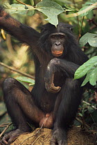 Male Bonobo {Pan paniscus} sitting, looking thoughtful. Lola Ya Bonobo Sanctuary, Kinshasa, DR of Congo, 2007