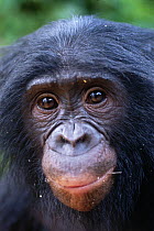 Juvenile Bonobo {Pan paniscus} portrait. Lola Ya Bonobo Sanctuary, Kinshasa, DR of Congo, 2007