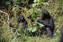 Bonobo {Pan paniscus} two interacting on the ground. Lola Ya Bonobo Sanctuary, Kinshasa, DR of Congo, 2007