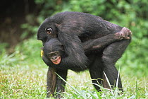 Adult Bonobos {Pan paniscus} mating. Lola Ya Bonobo Sanctuary, Kinshasa, DR of Congo, 2007