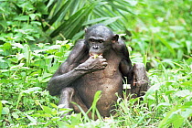 Bonobo {Pan paniscus} female adult feeding. Lola Ya Bonobo Sanctuary, Kinshasa, DR of Congo, 2007