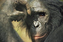 Bonobo {Pan paniscus} portrait, looking thoughtful. Lola Ya Bonobo Sanctuary, Kinshasa, DR of Congo, 2007