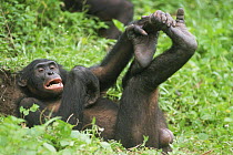Bonobo {Pan paniscus} lying on back in resting position with play face expression. Lola Ya Bonobo Sanctuary, Kinshasa, DR of Congo, 2007