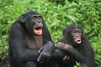 Two Bonobos {Pan paniscus} vocalizing. Lola Ya Bonobo Sanctuary, Kinshasa, DR of Congo, 2007