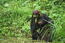 Bonobo {Pan paniscus} sponge drinking, squeezing lake weed and dripping out water into mouth. Lola Ya Bonobo Sanctuary, Kinshasa, DR of Congo, 2007