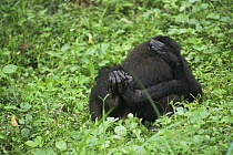 Juvenile Bonobos {Pan paniscus} Face to face mock mating by young bonobo. Lola Ya Bonobo Sanctuary, Kinshasa, DR of Congo, 2007