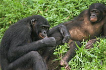 Juvenile Bonobos {Pan paniscus} grooming. Lola Ya Bonobo Sanctuary, Kinshasa, DR of Congo, 2007