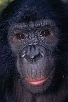 Juvenile Bonobo {Pan paniscus} head portrait. Lola Ya Bonobo Sanctuary, Kinshasa, DR of Congo, 2007