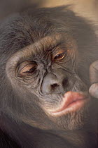 Bonobo {Pan paniscus} portrait through glass of zoo cage, San Diego Zoo, California, USA