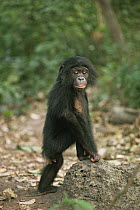 Juvenile Bonobo {Pan paniscus} with foot raised on mound. Lola Ya Bonobo Sanctuary, Kinshasa, DR of Congo, 2007